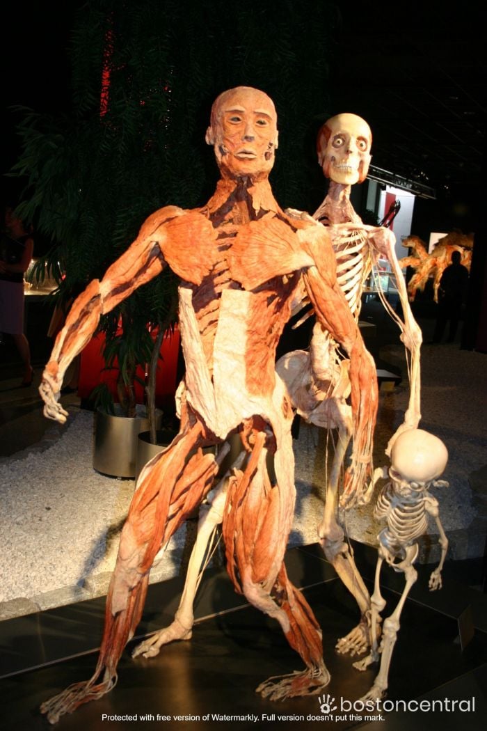 body worlds exhibit boston